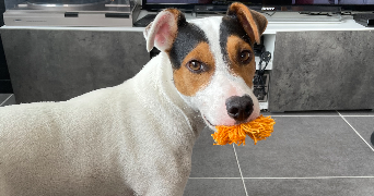 roxanne pet sitter à ANGLET 64600_11
