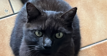 anaïs pet sitter à LINSELLES 59126_1