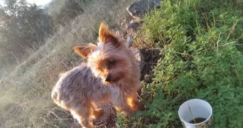 florence pet sitter à OLLIOULES 83190