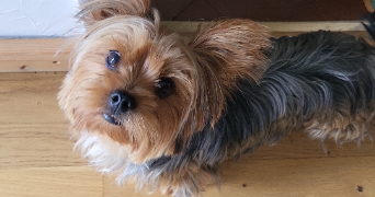 cassandra pet sitter à BAZICOURT 60700_2