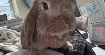 liora pet sitter à METZ 57000_1