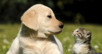 abdenour pet sitter à DUNKERQUE 59140_3