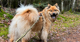 amandine pet sitter à ATHIS MONS 91200_4