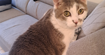 marjorie pet sitter à LYON 08 69008_1