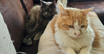 valentin pet sitter à SURIN 79220_1