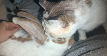 helene pet sitter à AUBENAS 07200_1