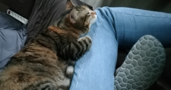 léonor pet sitter à VILLEFRANCHE SUR SAONE 69400_2