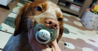 doleine pet sitter à CASTELNAU DE MEDOC 33480_1