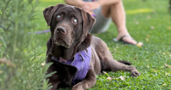 marine pet sitter à TOULON 83100_0