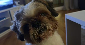 ilona pet sitter à HAGONDANGE 57300_1