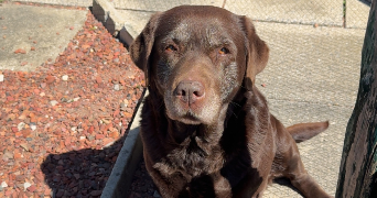 suzie pet sitter à GRENAY 62160_0