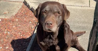 suzie pet sitter à GRENAY 62160