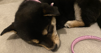 adèle pet sitter à FONTENAY ST PERE 78440_2