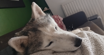 manon pet sitter à MONTPELLIER 34080_5