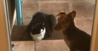 aurore pet sitter à Toulon 83000_8