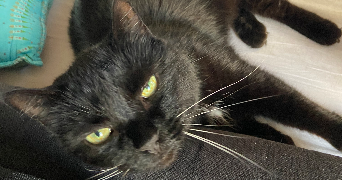 Luna pet sitter à PARIS 11 75011_6