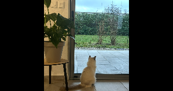louise pet sitter à BOURGOIN JALLIEU 38300_3