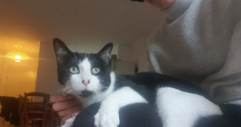 nina pet sitter à ST AVE 56890_2