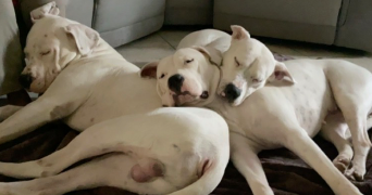 lilla pet sitter à NANTERRE 92000_0