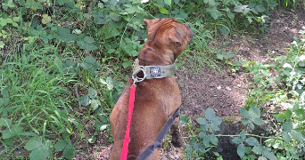 melanie pet sitter à VILLECRESNES 94440_0