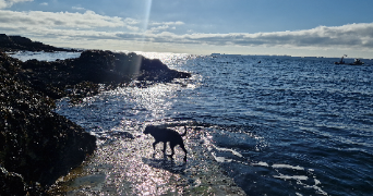 tara pet sitter à PARIS 12 75012_4