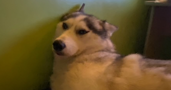 soline pet sitter à Lannion 22300_17