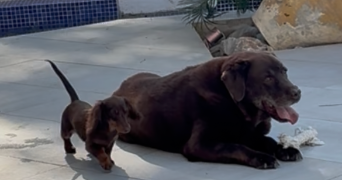 clara pet sitter à PARIS 07 75007_1