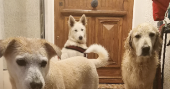 claudine pet sitter à TOULON 83000_9