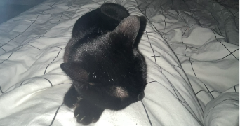 rose pet sitter à ROUEN 76000_4