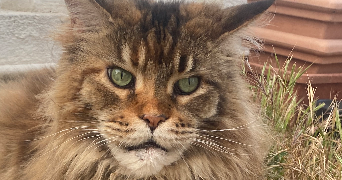 lucia pet sitter à NICE 06200_7