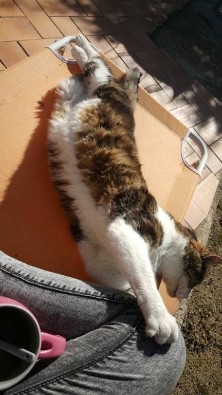 marie pet sitter à Chaingy 45380_4