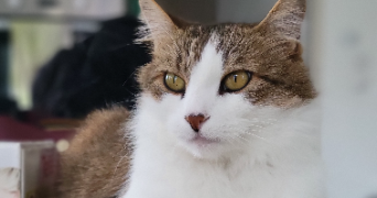 manon pet sitter à SASSENAY 71530_7