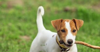 marie christine dog sitter à SOULLANS 85300_3