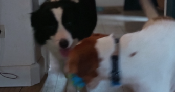 stéphanie pet sitter à ST PAUL SUR ISERE 73730_7
