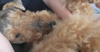 stérenn pet sitter à PLUGUFFAN 29700_5