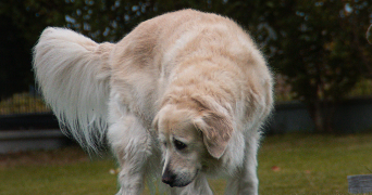 luna pet sitter à BOIS GUILLAUME 76230_8