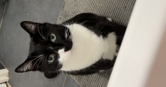 iris pet sitter à GRENOBLE 38000_7