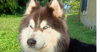 isabelle pet sitter à CHANTENAY VILLEDIEU 72430_1