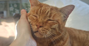 maëlig pet sitter à VERLINCTHUN 62830_1