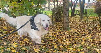 anna pet sitter à MAISONS ALFORT 94700_1