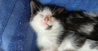 lisa pet sitter à Nevers 58000_0