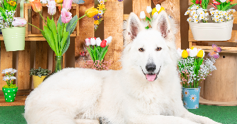 pauline pet sitter à MILLAM 59143_1