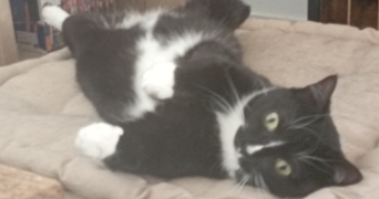 lorraine pet sitter à ANGERS 49000_2