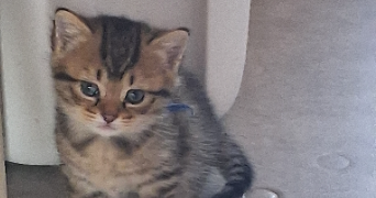 nadège pet sitter à Metz 57070_7