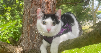 lucie cat sitter à AMIENS 80000_8