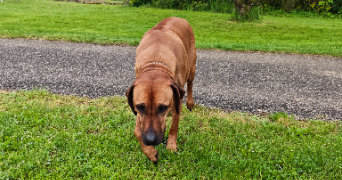 maïwen pet sitter à BELFORT 90000_5