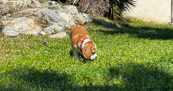 orlane pet sitter à TOULON 83200_1
