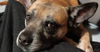 nolwenn pet sitter à Darnétal 76160_3