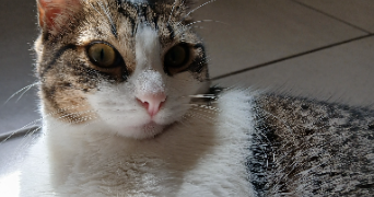 elodie pet sitter à GUJAN MESTRAS 33470_0