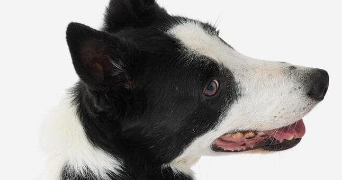 geldof pet sitter à PARIS 01 75001_0